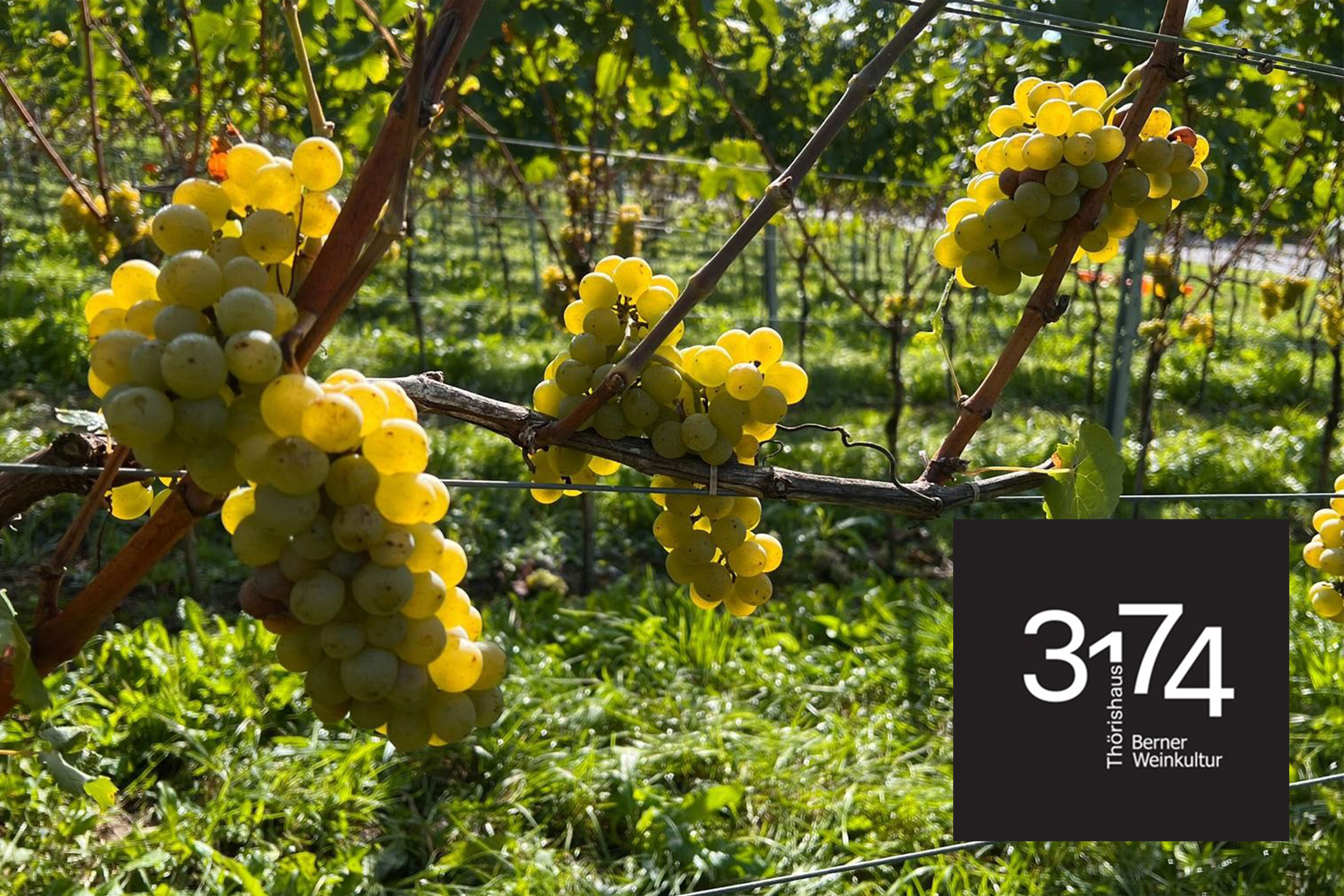 Neuenegg, Thörishus<!-- END mediadir_inputfield_139 -->